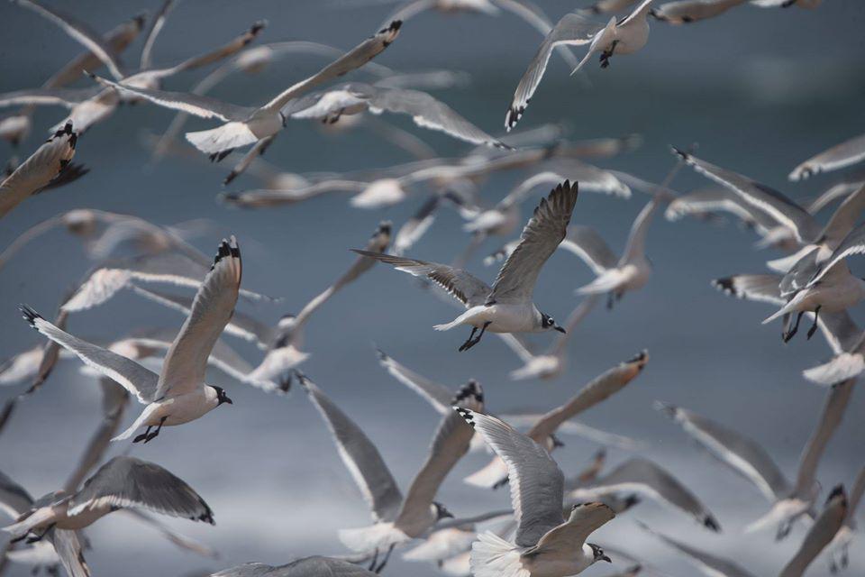 Foto: Jhonel Rodríguez / ANDINA