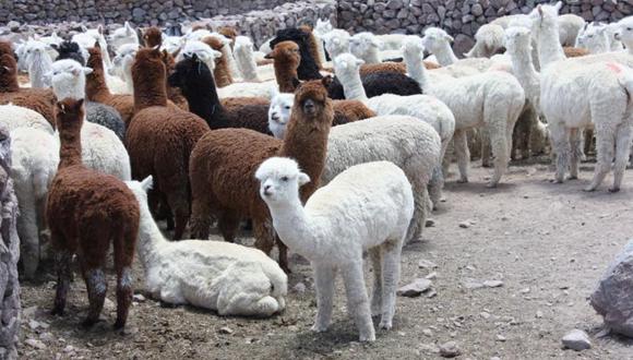 Esperan comercializar 300 alpacas por día en feria de Callalli