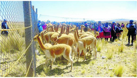 Ayacucho: En 20% incrementa la población de vicuñas en zona norte