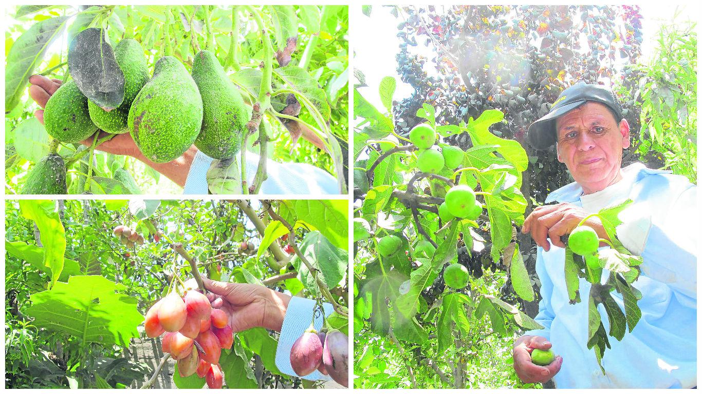 Conoce el paraíso de árboles frutales en Semi Rural Pachacútec