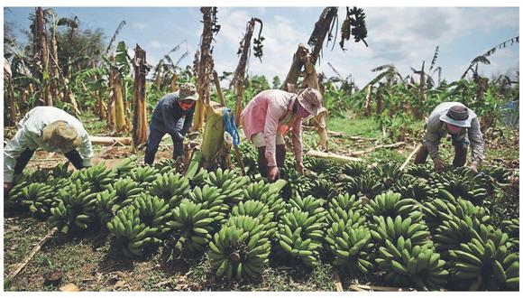 La Cámara de Comercio informó que colombianos y chilenos están adquiriendo las tierras. En tanto, la subgerencia de Gestión Productiva Rural de Sullana asegura que trabaja en diversos planes con los pequeños empresarios.