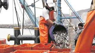 Pesca de anchoveta aumentará 150%