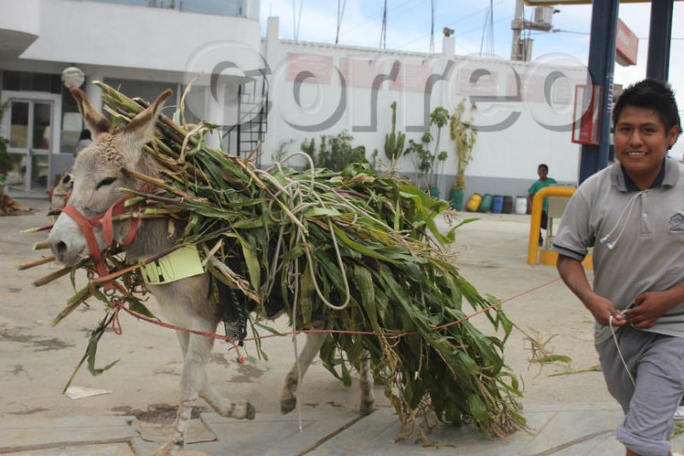 Vea la divertida carrera de burros de Semana Santa (Fotos)