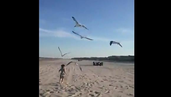 Twitter: Niño da de comer a gaviotas y éstas lo "atacan" (VIDEO) 