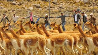 En caza furtiva eliminan 50 vicuñas en Arequipa
