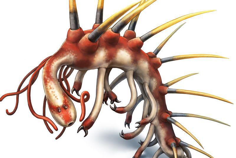 Un fósil revela detalles de un enigmático gusano de 508 millones de años