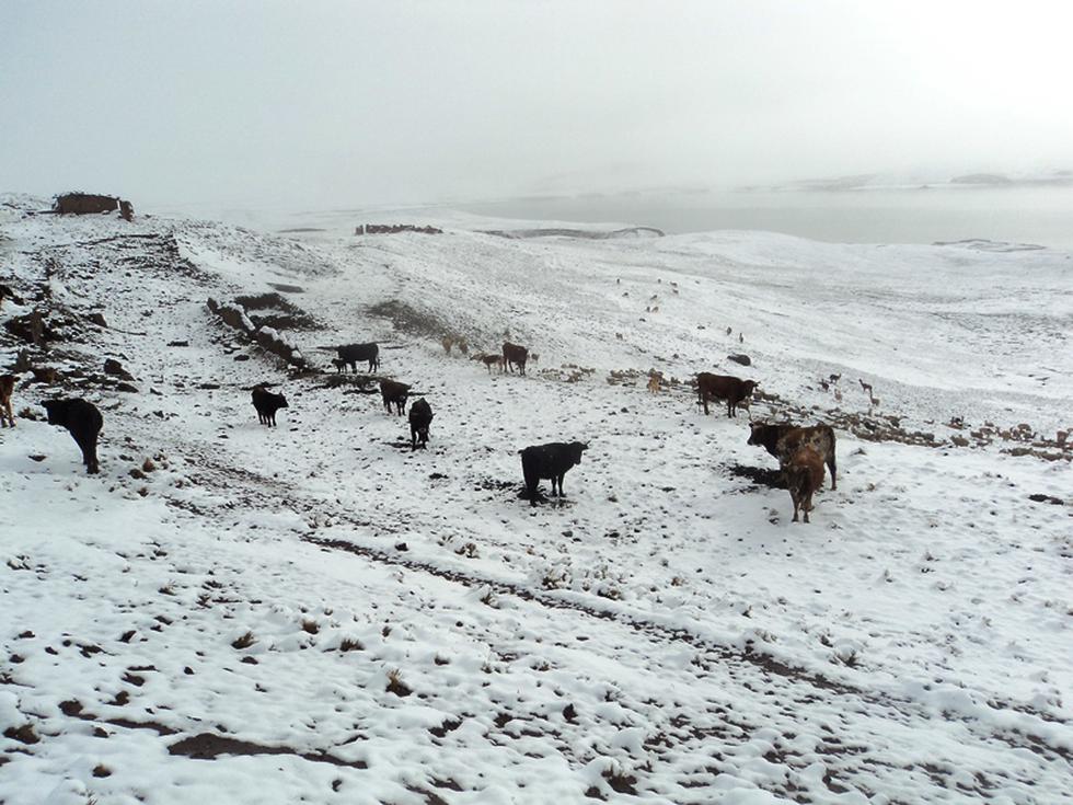 Huancavelica: Centro poblados soportan 30 horas de nevada (FOTOS)