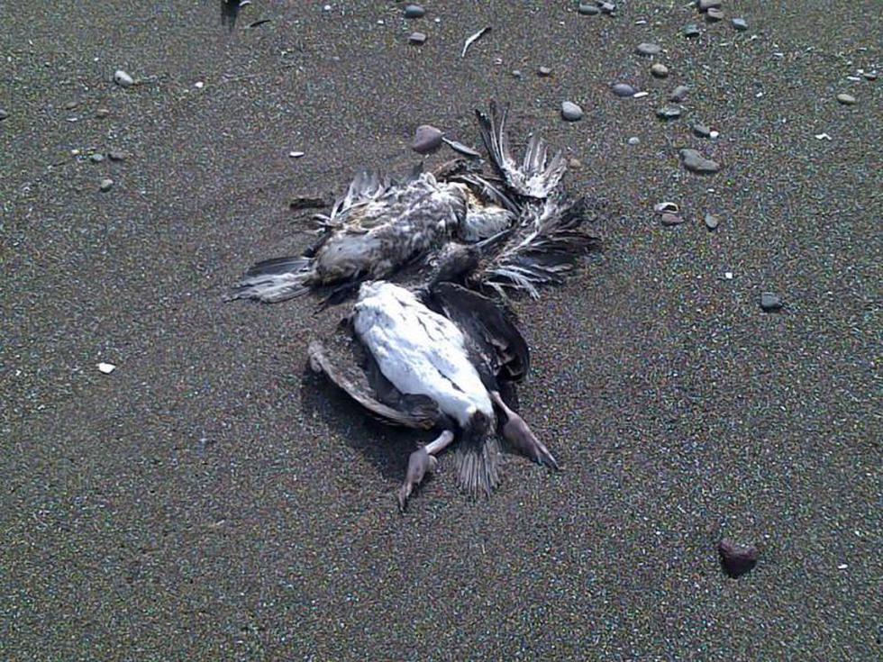 Inusual: Miles de aves perecen sin razón alguna en litoral de Tacna