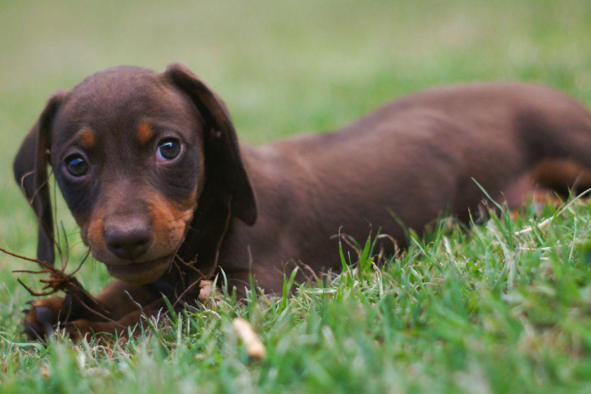 (Foto: Pablo Villalon / Pixabay)