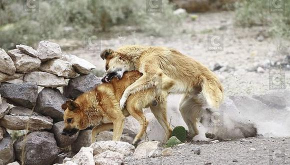 Arequipa: ​Nuevo caso de rabia canina en Cerro Colorado