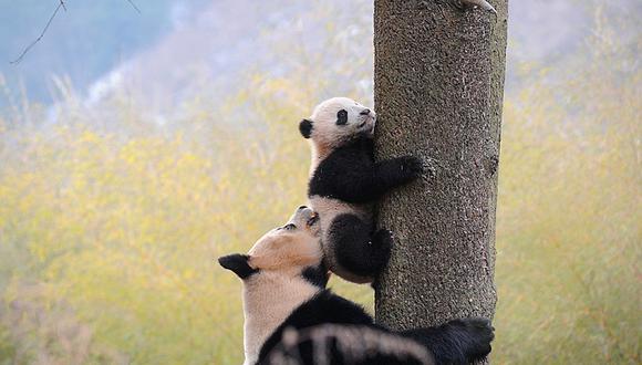 Oso panda deja de estar en peligro de extinción y esta es la razón 