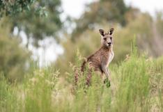 Canguro salvaje mató a hombre de 77 años en Australia