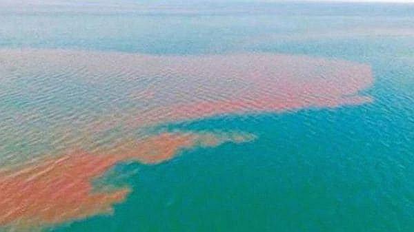 Descubren mancha de excremento de 80 kilómetros en una playa mexicana