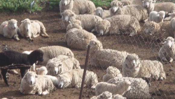 Sustraen 70 ovinos, valorizados en más de 10 mil nuevos soles
