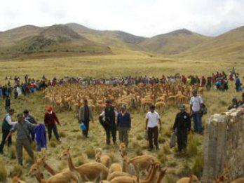 Anuncian festival del "Chaccu" de la vicuña