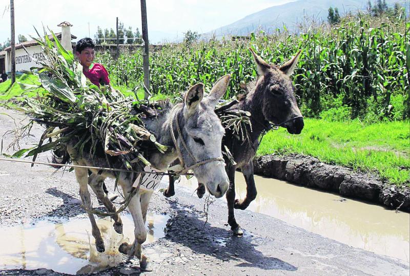 Conozca al burro: el mejor amigo del campesino
