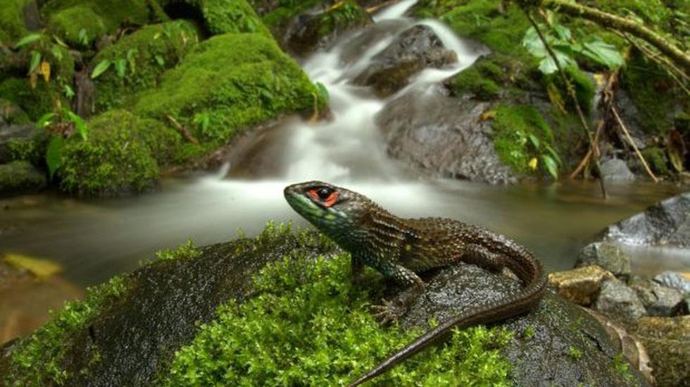 Descubren nueva especie de lagartija en el Manu