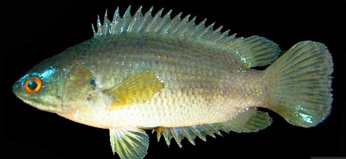 Australia: La perca trepadora invade el mar y amenaza la fauna