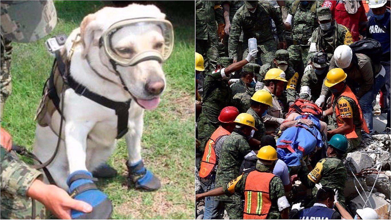 ​Terremoto en México: conoce a Frida, la perrita que ya lleva más de 50 rescates (VIDEO)