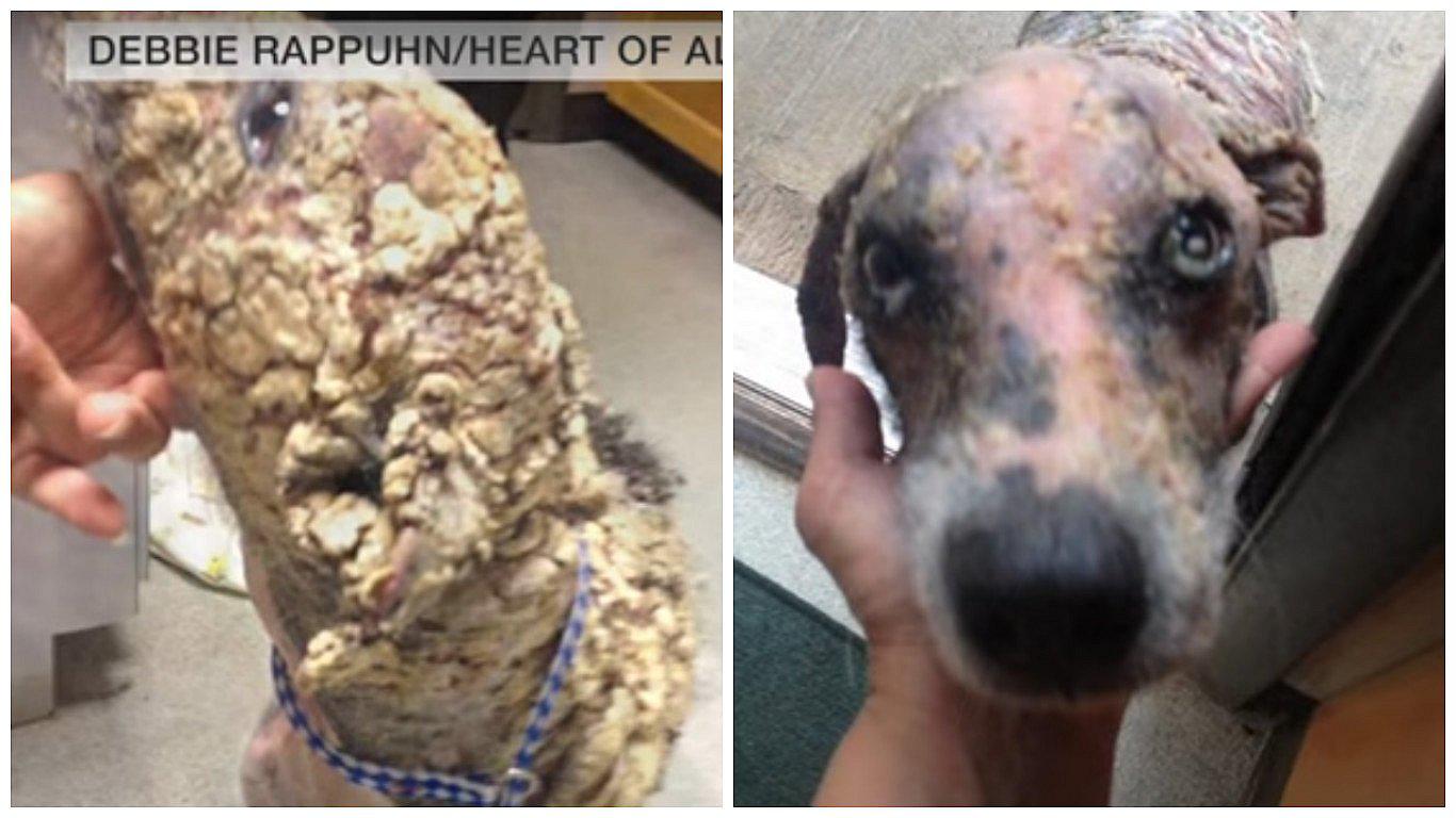 YouTube: mira la increíble transformación de este perrito tras ser rescatado (VIDEO)