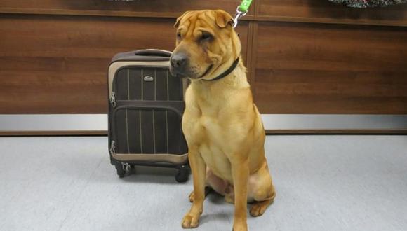 Abandonan a perro con una maleta en Escocia