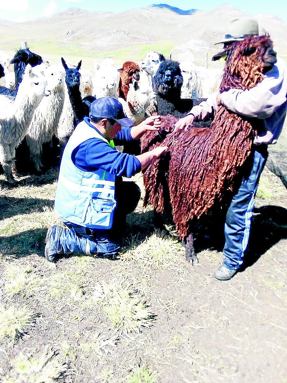 Pecsa sobresale con asistencia técnica a 2 mil 364 familias