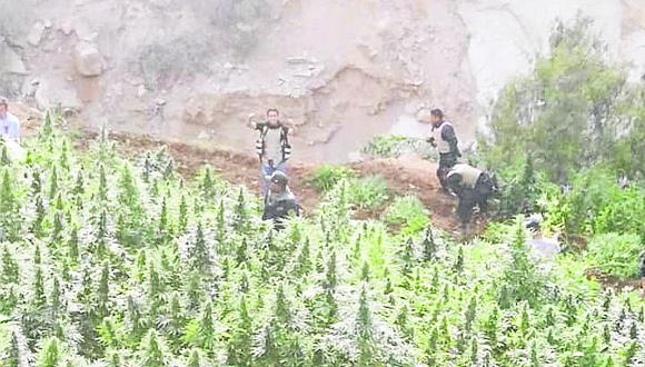 PNP incinera más de 45 mil plantones de marihuana en Huaytará