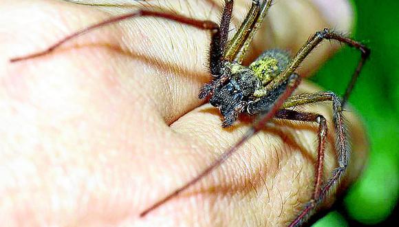 Cuidado: Mordedura de araña te mata en 72 horas si no acudes a un hospital