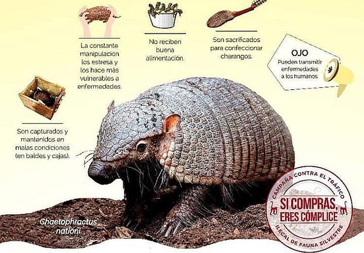Año Nuevo: El quirquincho no es un animal curativo