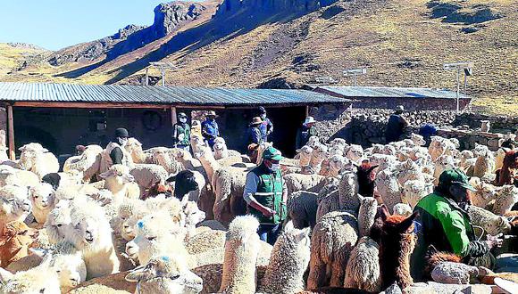 Junín es parte de las 9 regiones de mayor producción de alpaca en el país