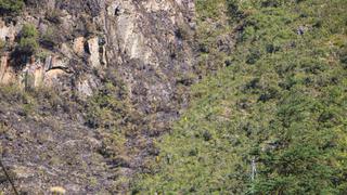 Cusco: incendio forestal en el sector de Llamakancha fue controlado, asegura alcalde de Machu Picchu (VIDEO)