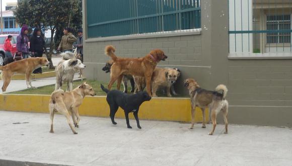 Alerta en Pasco por sobrepoblación de canes