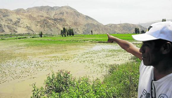 Río Tambo arrasó  plantaciones de arrozales en Huayrondo