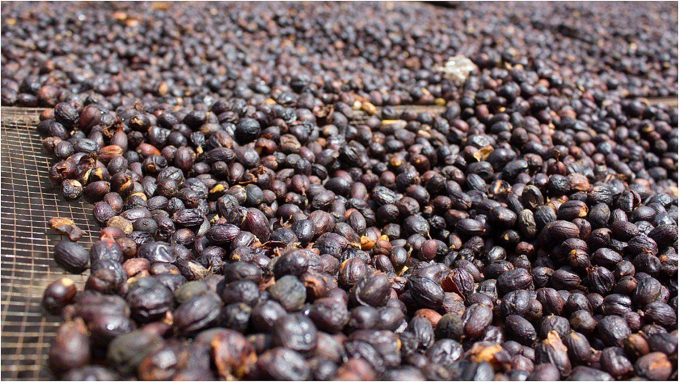 El café de Villa Rica sale a conquistar más paladares