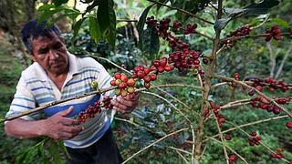 Control riguroso con productos fitosanitarios garantiza cosechas de café