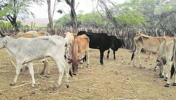 60 mil cabezas de ganado en peligro ante inicio de sequía