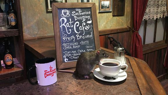 Inauguran el primer rat-café del mundo para amantes de los roedores