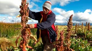 En el país producción de quinua aumenta en 31,4% y de papa se reduce en -9%