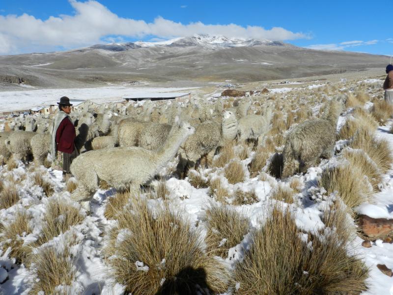 Fuertes nevadas azotan la provincia de El Collao