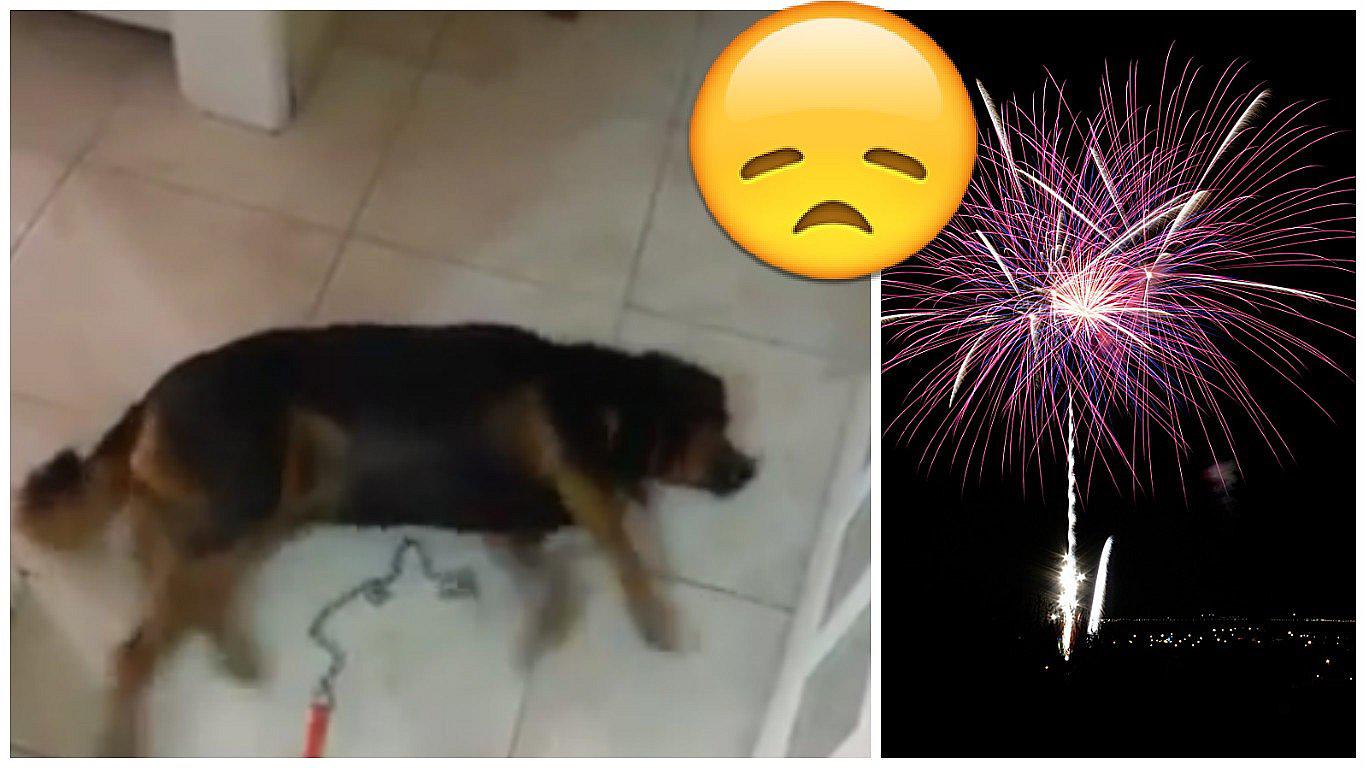 IMPACTANTE: video muestra consecuencias de los fuegos artificiales en mascota
