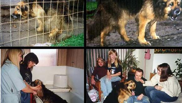 Rescatan a perra que vivía encadenada durante 10 años
