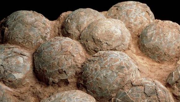 Descubren 43 huevos de dinosaurio fosilizados