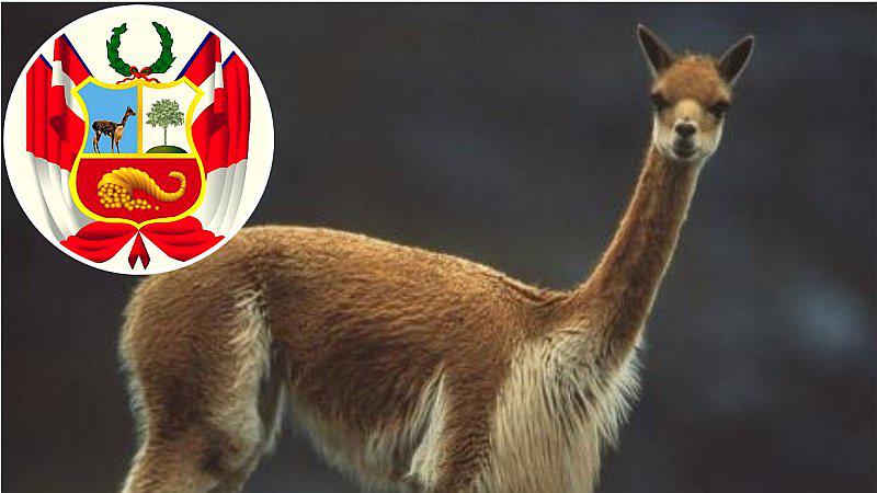 Día Nacional de la Vicuña: se recuerda al camélido que figura en el Escudo Nacional