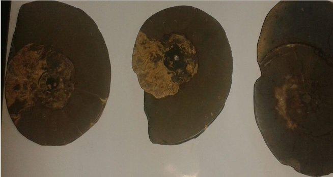 Comercian con objetos paleontológicos