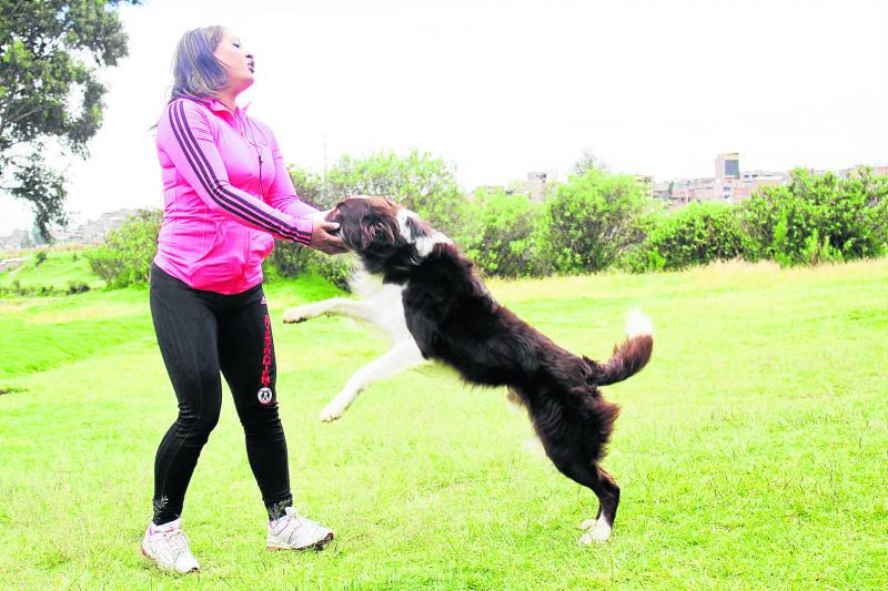 "Kc Dog Training" la escuela para educar a los perros 