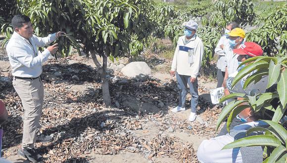 Agricultores de varias zonas de Moro, Pamparomás y Jimbe reciben capacitación de Sedir en análisis foliar de cultivos de exportación como el palto y el mango.