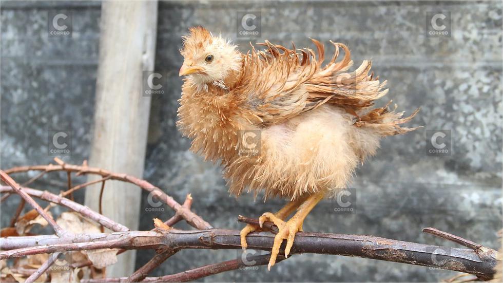 Río Mantaro se desborda y amenaza  a cientos de familias (FOTOS Y VIDEO)