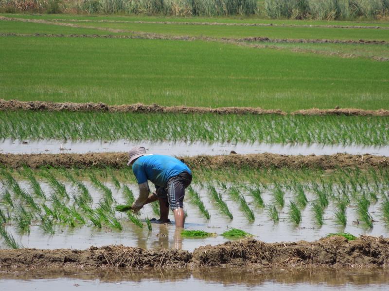 Corea del Sur apoyará al Minagri en mejorar producción de arroz