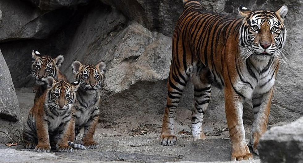 Tigresa de Sumatra dio a luz a cuatro crías en un