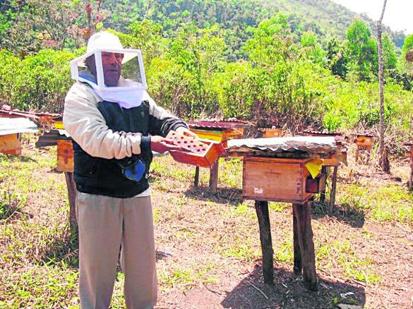 95% de la miel que se produce en Junín  se va hacia Lima 